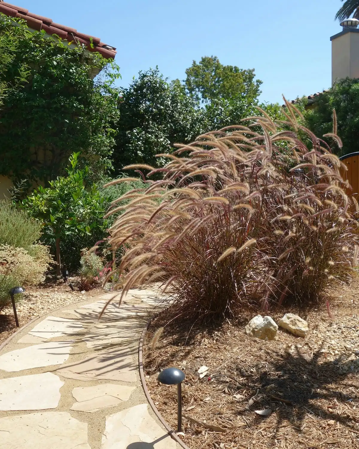 A dry-garden path of flat stone through red fountain grass and low shrubs