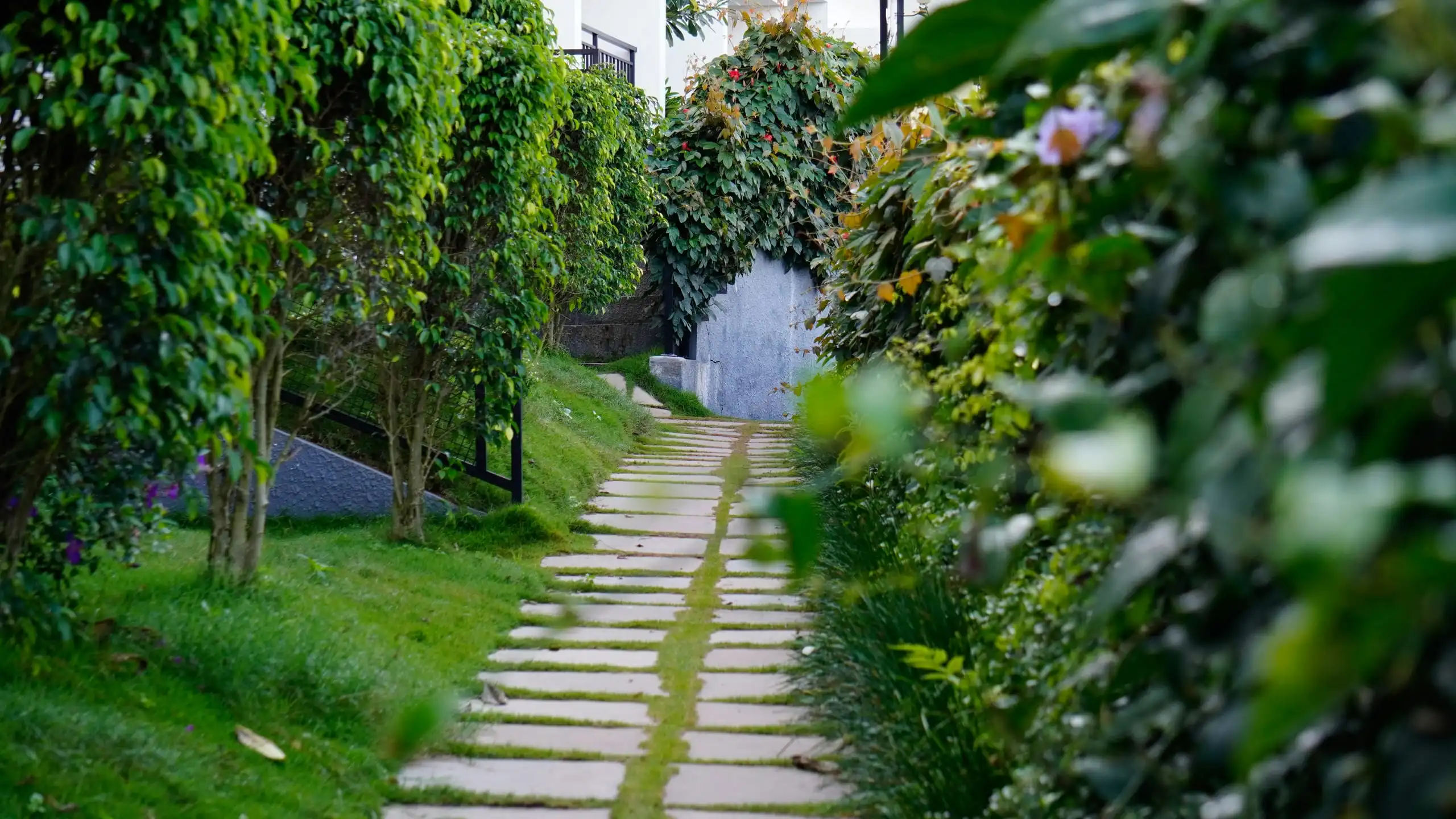 Stepping pavers set in grass, climbing a narrow planted strip between tall shrubs and apartment walls