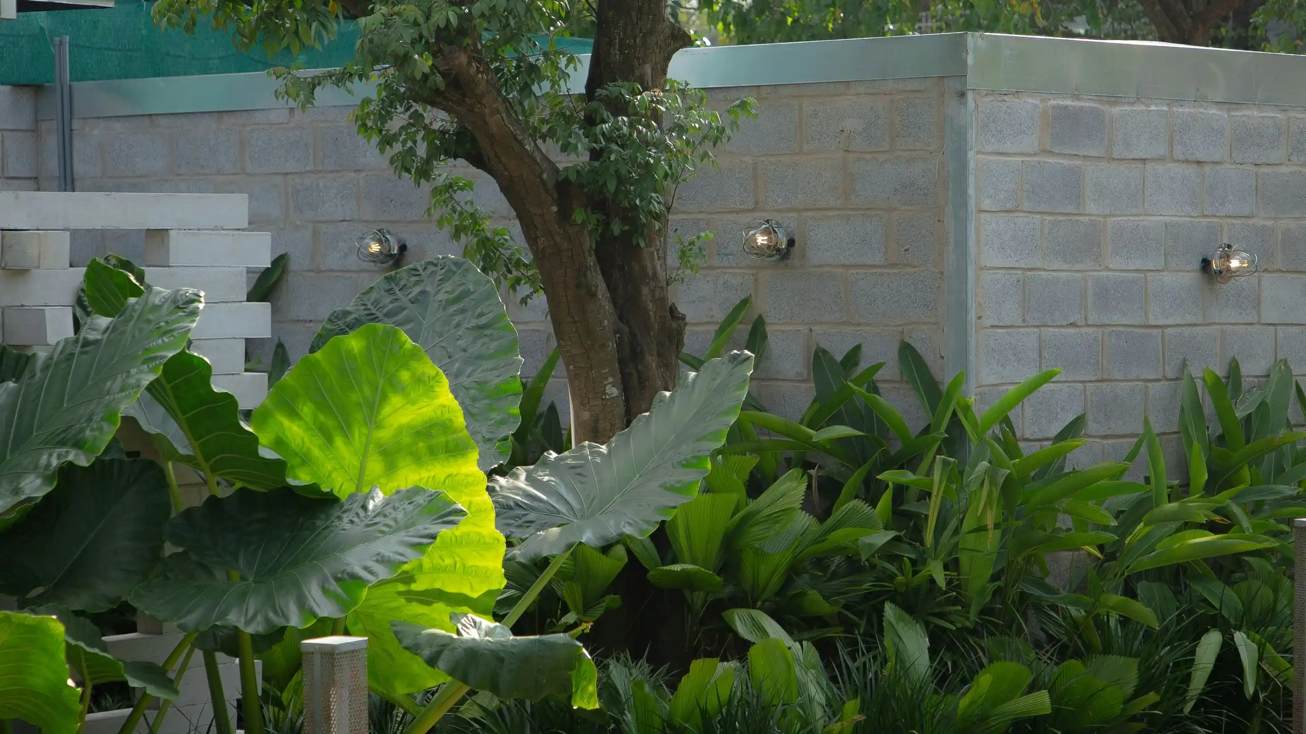 Big-leaved tropical plants and a small tree in front of a pale concrete-block wall