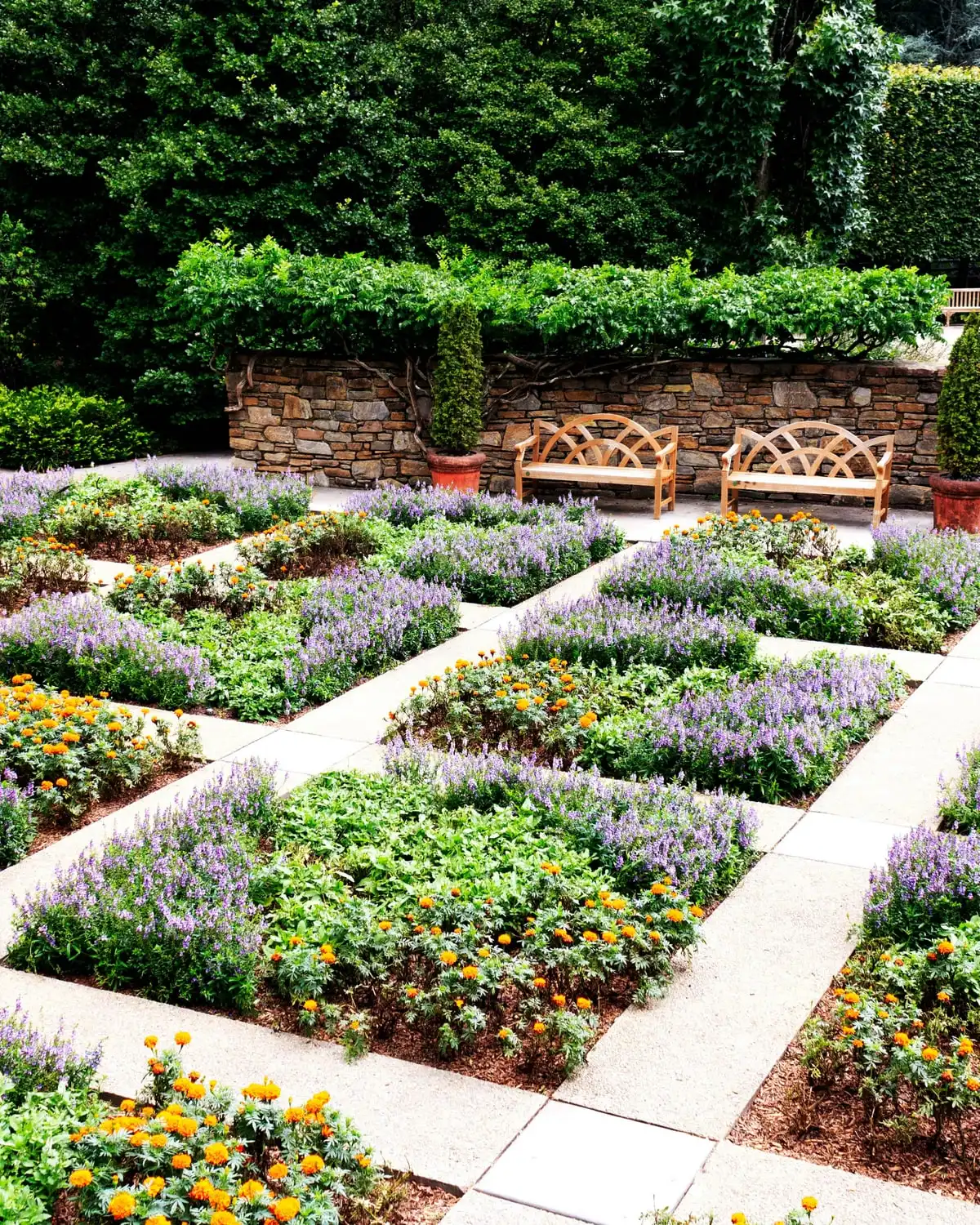 A dry-stone retaining wall with timber benches in front, above a grid of lavender beds and pale paving